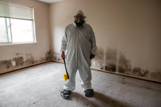 Best Attic Mold Remediation in Lake Stickney, WA