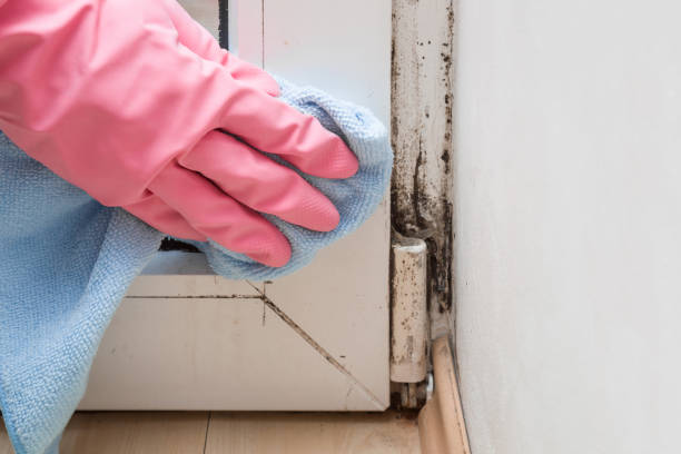 Best Mold Remediation for Specific Building Types in Lake Stickney, WA